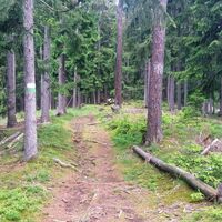 Durch_einen_schönen_Hochwald_Wanderweg