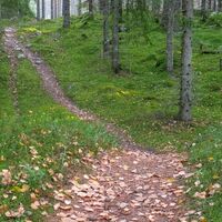 Pesävaara Trail, moosbedeckter Fichtenwald