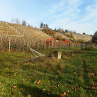 Benninger Weinberge