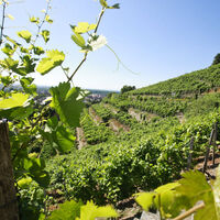 Weinberg am Turmberg