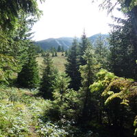 man kommt zur Baumalm