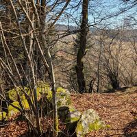 Auf schmalen Pfaden durch den Wald