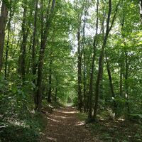 Wälder rund um Auvers