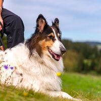 Wandern mit Hund