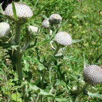 Flora