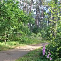 Waldweg am Rollstuhlwanderweg