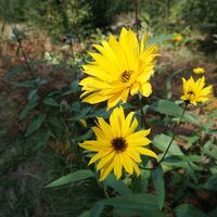 Mitten im Murwald taucht man rasch in die Murtaler Natur ein