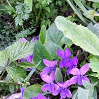 Flora