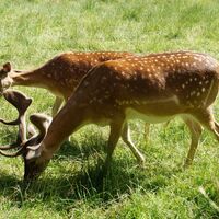 Damwild in Bad Wünnenberg