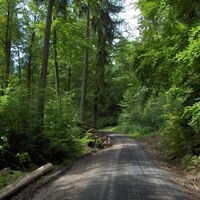 Wir wandern durch einen schönen Mischwald zum Pleß.