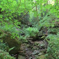 Wunderwerk der Natur - Die Wolfsschlucht
