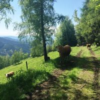 Kern-Buam Panorama-Wanderweg: Freilaufende Weidetiere