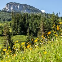 Am Fuße des Gr. Geigers liegt die Adambauernalm