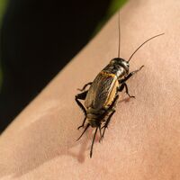 Preussensteig - Natur pur