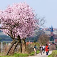 Blick nach Forst in der Mandelblüte