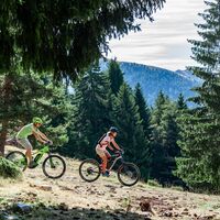Mountainbike-Abfahrt
