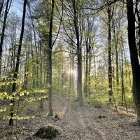 Waldgebiet Rießel im Frühjahr