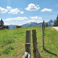 25.3 km Kühe an der Abfahrt von der Unterwandalm
