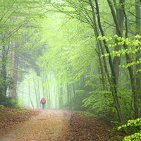 Natursteig Sieg Etappe 05