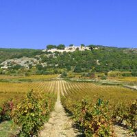Weinberge_von_Montpeyroux_-_E_Brendle8
