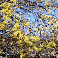 blühender Dirndlstrauch