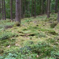 Beim Lanzenbrunner Weiher