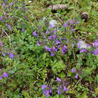 Flora