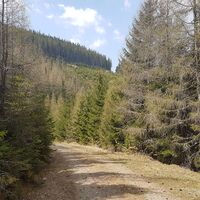 10.2 km "Zapfenweg" zum Lärchenkogel