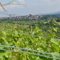 Weinberg Brunnhälde mit Blick auf Kirchberg Hohenhaslach