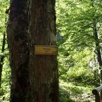 Abstiegsende am Mairalm Steigauf 755m