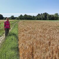 Feldweg durchs Getreidefeld