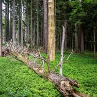 Bannwald in der Gemeinde Weilheim