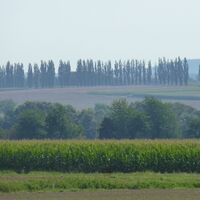 Blick auf die Pappelallee