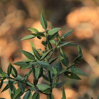 Wusstest du, dass der Stechpalmengewächs keine Blätter hat?