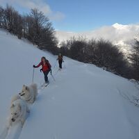 Vierbeinige Freunde, bestens für den Schnee ausgerüstet.