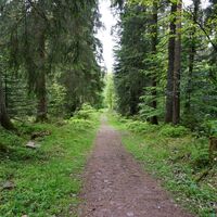 Naturnahe Pfade fürhen uns nach Dobel.