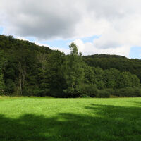 Waldrand bei Schellenberg