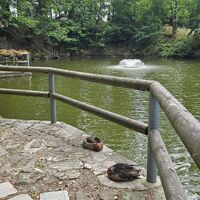 Steinhügelhütte mit schlafenden Enten