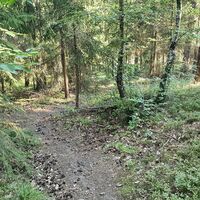 Single über den Dachsberg