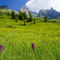 Orchideenwiese