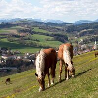 Lindenhof Krumbach
