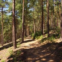 Waldweg nach Weisenheim