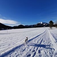 ...links ist die Mariazellerland Loipe gespurt