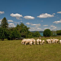 Schäfchenwolken und Schafe - Idylle am Bodensee