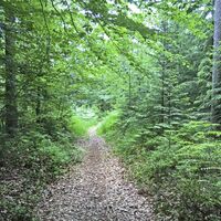 Waldweg