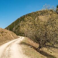 Am Forstweg auf der Reiteralm
