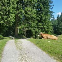 Abstieg über Forstweg