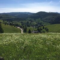 Muggenbrunn