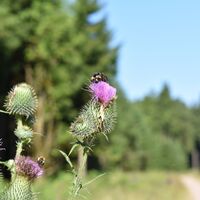 Thüringer Wald, Wanderung rund um die Schlossbergkanzel bei Oberhof