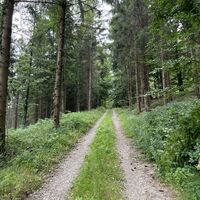 Weiter auf schönem Forstweg